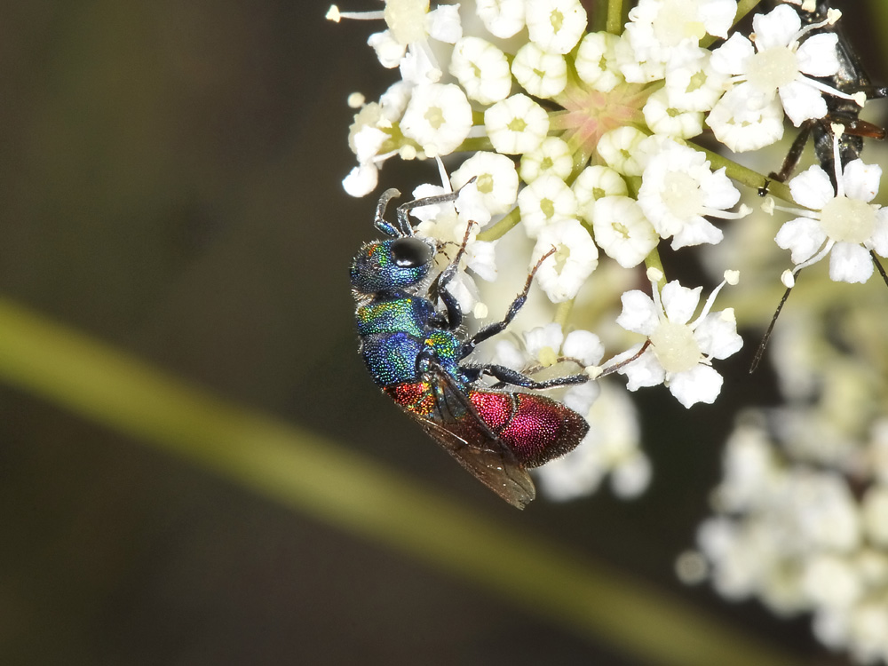 Chrysididae: Chrysis scutellaris